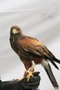 Golden Eagle Standing