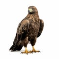 Golden Eagle Standing Isolated On White Background - Meticulous Photorealistic Uhd Image Royalty Free Stock Photo