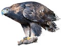 Golden eagle stands on a stone leaning forward. Vector. Polygonal graphics