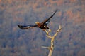 Golden eagle, take off from the tree trunk, Rhodopes mountain, Bulgaria. Eagle, flying in front of autumn forest, brown bird of Royalty Free Stock Photo