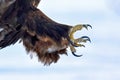 Golden eagle talons Royalty Free Stock Photo