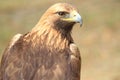 Golden eagle Royalty Free Stock Photo