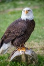 Golden eagle watching on the lookout and standing