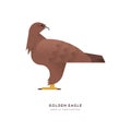 Golden eagle wild animal on isolated background Royalty Free Stock Photo