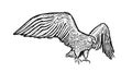Golden eagle. Wild forest bird of prey. Hand drawn sketch graphic style.