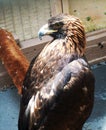 Golden Eagle Royalty Free Stock Photo