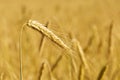 Golden ear against wheat field Royalty Free Stock Photo