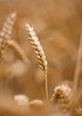 Golden ear of corn in field of crop