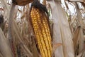 Golden ear of field corn Royalty Free Stock Photo