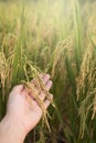 Golden ear of rice with farmer`s hand Royalty Free Stock Photo