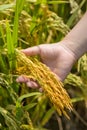 Golden ear of rice,paddy in hand Royalty Free Stock Photo