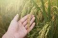 Golden ear of rice with farmer`s hand Royalty Free Stock Photo