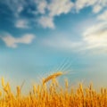 Golden Ear Of Wheat On Sunset