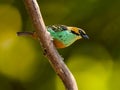 Golden-Eared Tanager