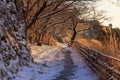 Golden early morning light on snow covered path by stone wall and bare trees Royalty Free Stock Photo