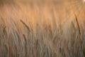 Golden ears of barley in the evening sun. Selective focus Royalty Free Stock Photo