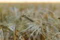 Golden ears of barley, summer in the harvest season, in the fields of Russia in the Rostov region. Dry yellow grains Royalty Free Stock Photo