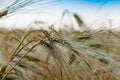 Golden ears of barley, summer in the harvest season, in the fields of Russia in the Rostov region. Dry yellow grains Royalty Free Stock Photo