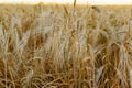 Golden ears of barley, summer in the harvest season, in the fields of Russia in the Rostov region. Dry yellow grains Royalty Free Stock Photo