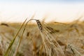 Golden ears of barley, summer in the harvest season, in the fields of Russia in the Rostov region. Dry yellow grains Royalty Free Stock Photo