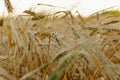 Golden ears of barley, summer in the harvest season, in the fields of Russia in the Rostov region. Dry yellow grains Royalty Free Stock Photo