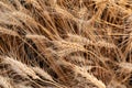 Golden ears of barley, summer in the harvest season, in the fields of Russia in the Rostov region. Dry yellow grains Royalty Free Stock Photo