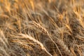 Golden ears of barley, summer in the harvest season, in the fields of Russia in the Rostov region. Dry yellow grains Royalty Free Stock Photo