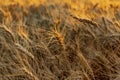 Golden ears of barley, summer in the harvest season, in the fields of Russia in the Rostov region. Dry yellow grains Royalty Free Stock Photo