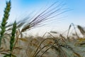 Golden ears of barley, summer in the harvest season, in the fields of Russia in the Rostov region. Dry yellow grains Royalty Free Stock Photo