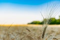 Golden ears of barley, summer in the harvest season, in the fields of Russia in the Rostov region. Dry yellow grains Royalty Free Stock Photo