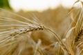 Golden ears of barley, summer in the harvest season, in the fields of Russia in the Rostov region. Dry yellow grains Royalty Free Stock Photo