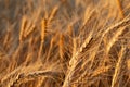 Golden ears of barley, summer in the harvest season, in the fields of Russia in the Rostov region. Dry yellow grains Royalty Free Stock Photo