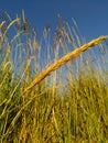 Golden ears in the field illuminated by the sun against the blue sky