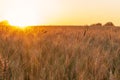 Wheatfield of gold color in sunset.Golden sunset over wheat field Royalty Free Stock Photo