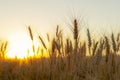 Wheatfield of gold color in sunset.Golden sunset over wheat field Royalty Free Stock Photo