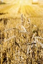 Golden ears of grain crops after harvesting Royalty Free Stock Photo