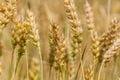 Golden ears of mature wheat Royalty Free Stock Photo