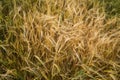 Golden ears of ripe barley . Harvest of ripe barley, wheat against. Field of barley. Agriculture background. Royalty Free Stock Photo