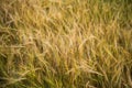 Golden ears of ripe barley . Harvest of ripe barley, wheat against. Field of barley. Agriculture background. Royalty Free Stock Photo