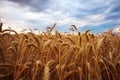 Golden ears of ripe wheat close up against a cloudy sky Royalty Free Stock Photo