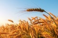 Golden ears of ripe wheat close up against a cloudy sky Royalty Free Stock Photo