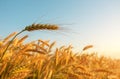 Golden ears of ripe wheat close up against a cloudy sky Royalty Free Stock Photo