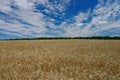 Golden ears of ripe wheat. Closeup ears on a wheat field against a blue sky and white clouds Royalty Free Stock Photo