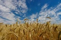 Golden ears of ripe wheat. Closeup ears on a wheat field against a blue sky and white clouds Royalty Free Stock Photo