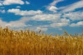 Golden ears of ripe wheat. Closeup ears on a wheat field against a blue sky and white clouds Royalty Free Stock Photo