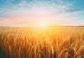 Golden ears of ripe wheat in a field with morning sun rising over horizon. Generative AI realistic illustration Royalty Free Stock Photo