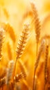 Golden ears of ripe wheat in rays of sunset, vertical format