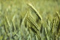 Golden ears of triticale Royalty Free Stock Photo