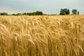 Golden ears of triticale, horizon and sky Royalty Free Stock Photo