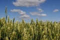 Golden ears of triticale napole with blue sky Royalty Free Stock Photo